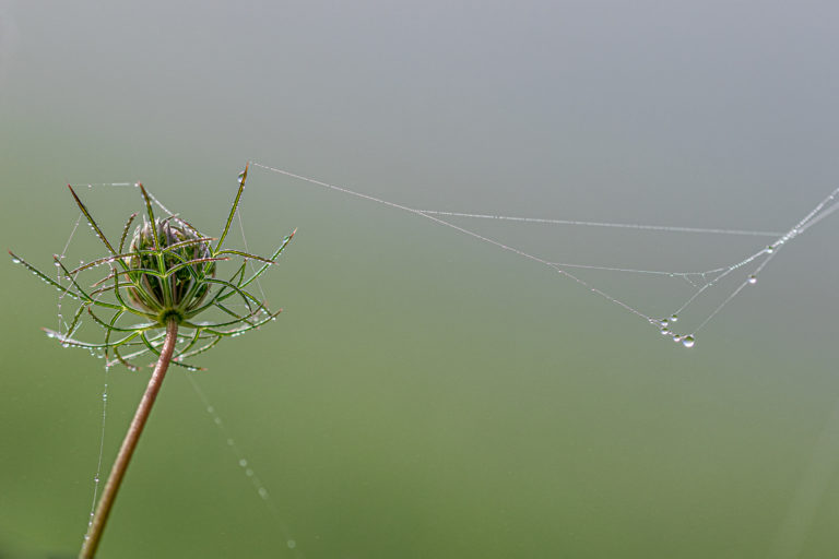 Jean-Louis Lemasson  : “Goutte” #photoduconfinement
