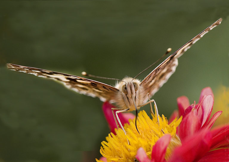 Françoise Hoen : « insectes » #photoduconfinement