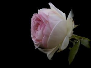 IMG 2199-2