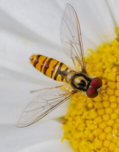 Syrphe