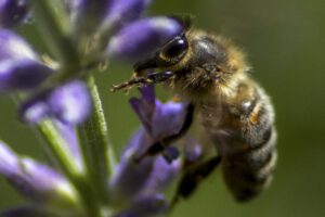 Abeille