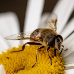 ABEILLE