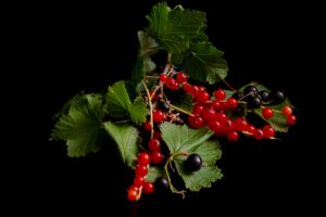 ABONDANCE