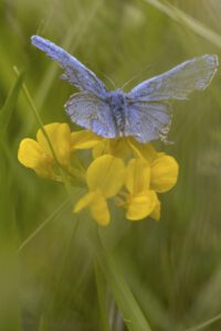 AZURE