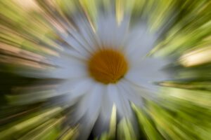Marguerite selon Faust