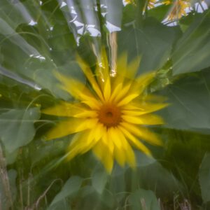 A la fin du jour, le chant des tournesols