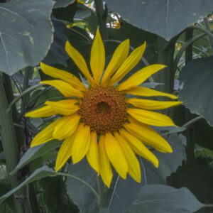 A la fin du jour, le chant des tournesols