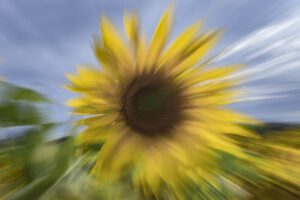 A la fin du jour, le chant des tournesols
