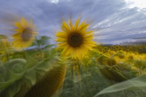 A la fin du jour, le chant des tournesols