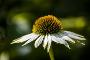 La Sone – Parc – Sources pétrifiantes