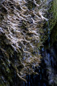 La Sone – Parc – Sources pétrifiantes