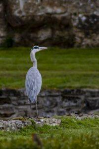 LE HERON DE LA JOURNEE