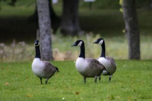 LES TROIS NONETTES