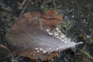 PLUME D’AUTOMNE