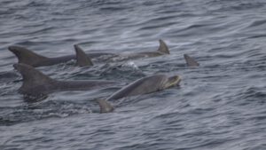 DAUPHINS