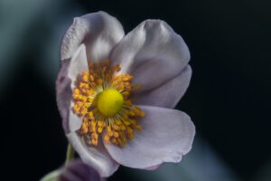 INTIMITE