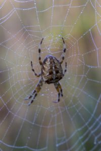 DENTELLES_EPEIRE-DIADEME