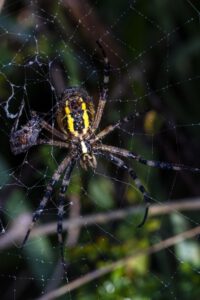 DENTELLES_EPEIRE-FRELON