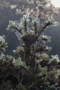 DENTELLES