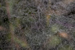 DENTELLES