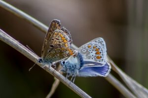 AZURE