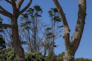 PINEDE