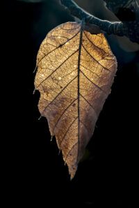 Solitude
