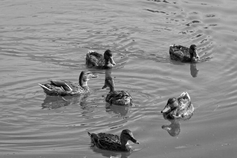 Thème du défi du mois de Février :  “Animaux locaux au bord de l’eau”