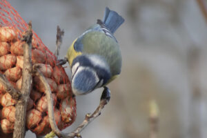 Gourmandise