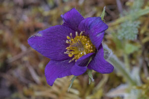 ANEMONES_PULSATILES