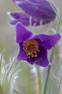 ANEMONES_PULSATILES