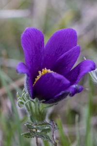 ANEMONES_PULSATILES