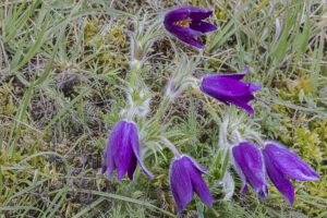 ANEMONES_PULSATILES