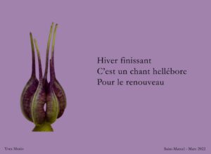 HELLEBORE