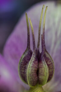 HELLEBORE