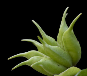 HELLEBORE