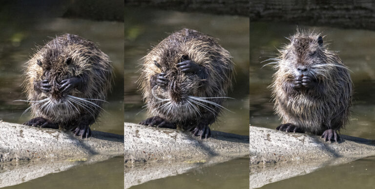 Françoise Hoen  : “Animaux locaux au bord de l’eau” #photodumois