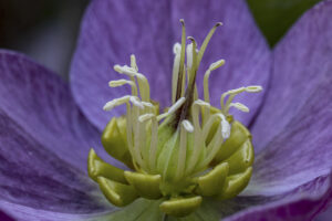 HELLEBORE
