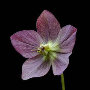 HELLEBORE