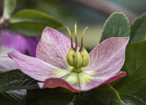 HELLEBORE