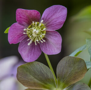 HELLEBORE