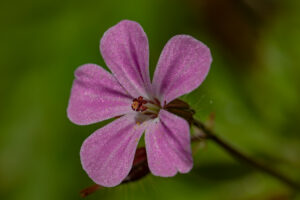GRERANIUM