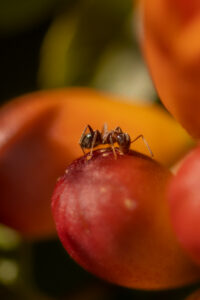 FOURMIS