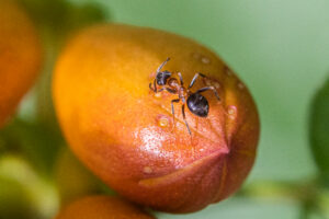 FOURMIS
