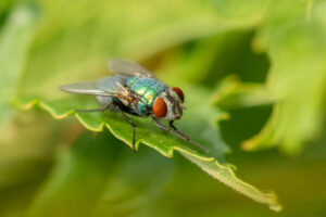 MOUCHE_BLEUE