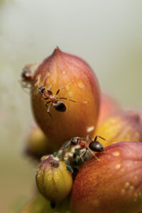 FOURMIS_PUCERONS