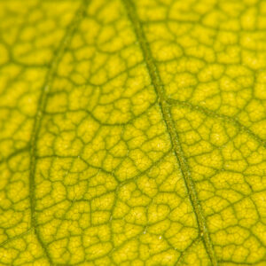 BIGNONE_FEUILLE_SERIE 3-3