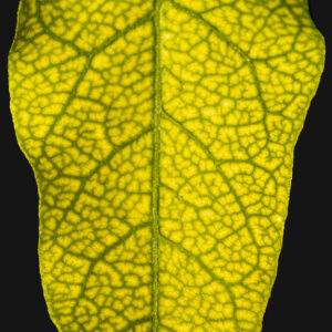 BIGNONE_FEUILLE_SERIE 2-3