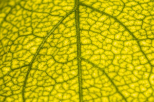 BIGNONE_FEUILLE_SERIE 1-3