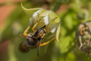 HALICTE (Abeille)